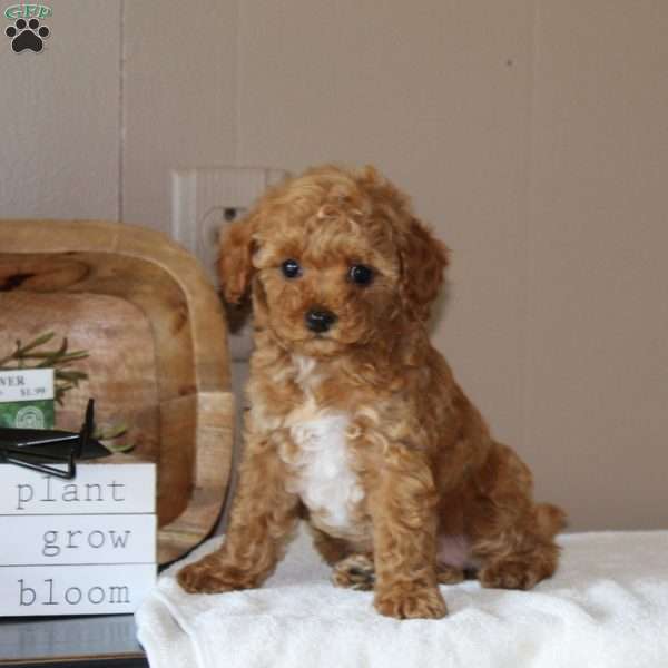 Autumn, Bich-Poo Puppy